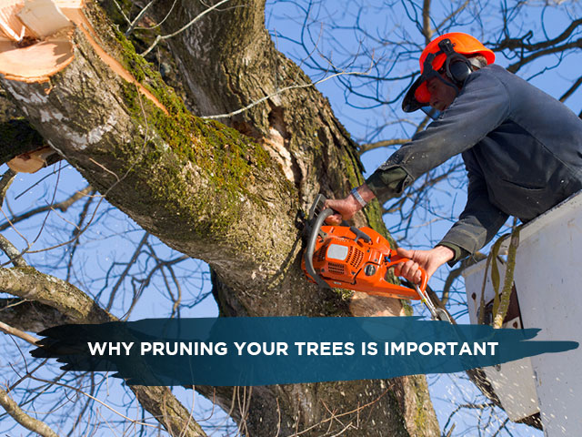 Why Pruning Your Trees is Important